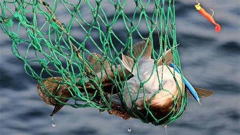 WWF zu Fischbeständen in der Ostsee Historisches Tief für Hering und