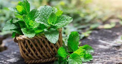 La Menthe Propri T S Bienfaits Recettes Conservation