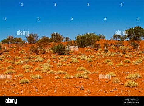 Australian Outback Landscape With Low Red Sand Dunes Daubed With Tufts