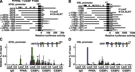 Alk7 Suppresses Transcription Of Atgl And Hsl Not Through The Sbes But