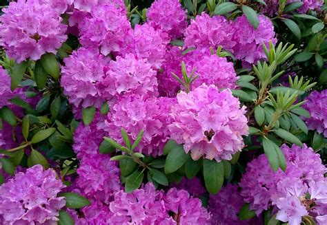 Rhododendron Planting Caring For And Pruning Rhododendrons