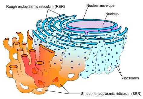 Endoplasmic Reticulum Er Cell Organelle Javatpoint