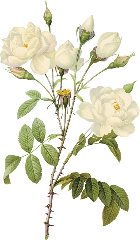 White Roses Png Image Purepng Free Transparent Cc Png Image Library