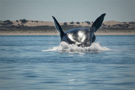 Así se vive la temporada de avistaje de ballenas francas en Las Grutas