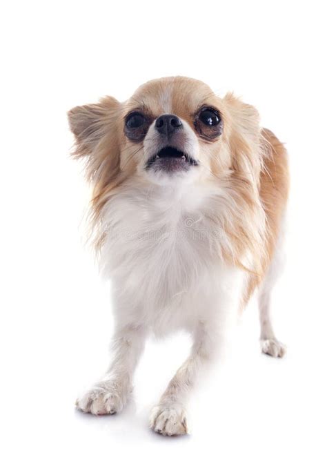 Barking Chihuahua Stock Image Image Of Aggressive Cute 32839231