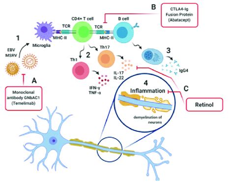 Representation Of The Pathophysiological Process Of Multiple Sclerosis Download Scientific