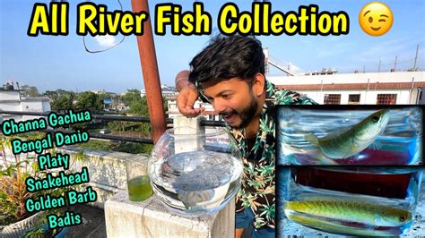 Fishingsand Caughtamazing Collection Of River Channa Fish Snakehead