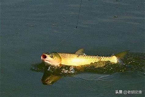 夏季是釣草魚的黃金季節，掌握這四個垂釣技巧，讓你過足大魚癮 每日頭條