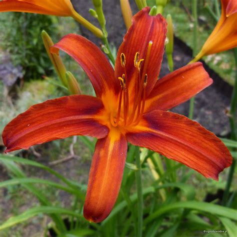 Hemerocallis Sammy Russell Liliowiec Sadzawka Pl