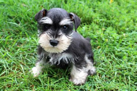 Salt And Pepper Miniature Schnauzer Puppies Puppy And Pets