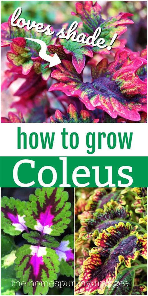 How To Grow Coleus In Your Garden And Yard