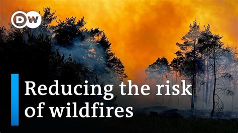 What causes forest fires and how best to prevent them | DW News