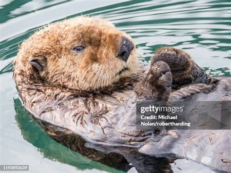 29 Otter Island Alaska Stock Photos High Res Pictures And Images