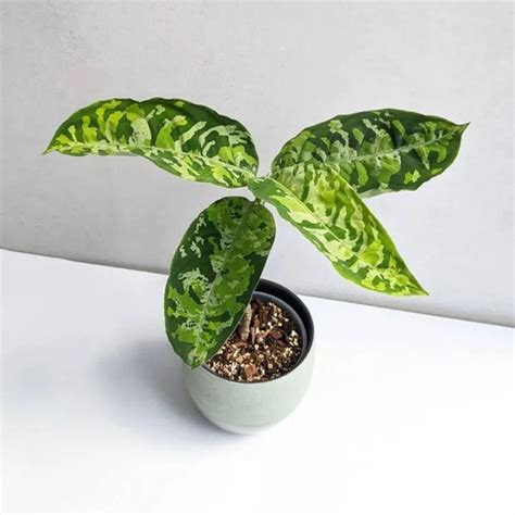 Aglaonema Pictum Tricolor Plant Care Growing Basics Water Light