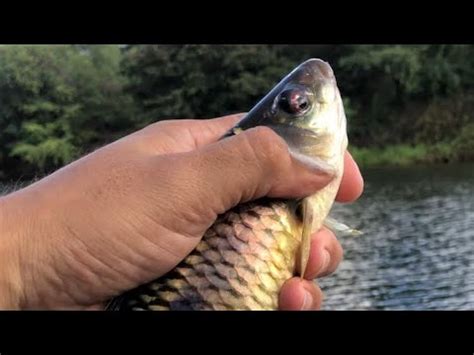 S Deu Peixe Bruto Pescaria Caipira Vara De Bambu Pescaria De