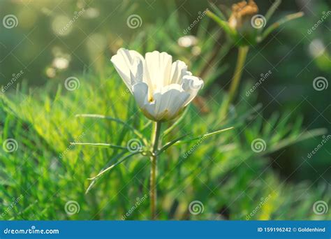 Soft Focus Cosmos Bipinnatus Oder Cosmea Blume Unter Sonnenlicht Flare