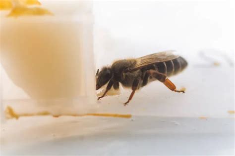 The Queen Bee During The Flight Before Artificial Insemination Cell