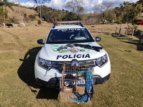 Arara Amea Ada De Extin O E Armas De Fogo S O Apreendidas Pela Pm Em