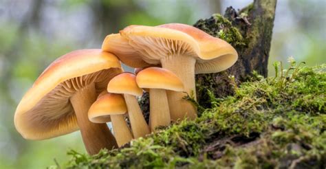 Hongos Información Tipos Reproducción Y Características
