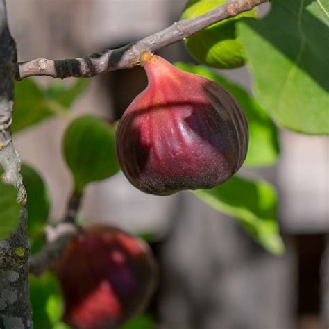 Ficus Carica Brown Turkey Urban Jungle Plant Nursery