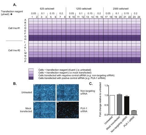 Genome-wide RNAi Screening to Identify Host Factors That Modulate ...