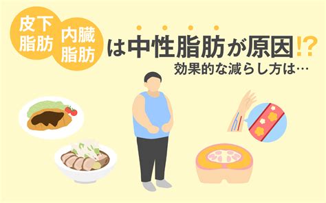 【医師監修】皮下脂肪・内臓脂肪とは？中性脂肪が原因⁉効果的な減らし方とは？ 美容と健康とビタミンc