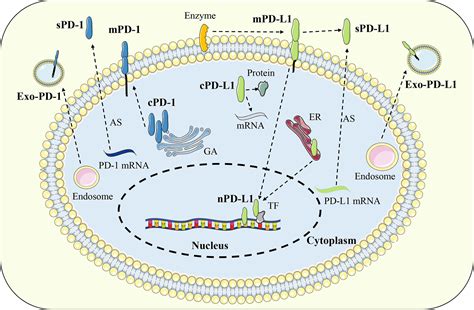 Frontiers Pd 1 Pd L1 Axis In Organ Fibrosis