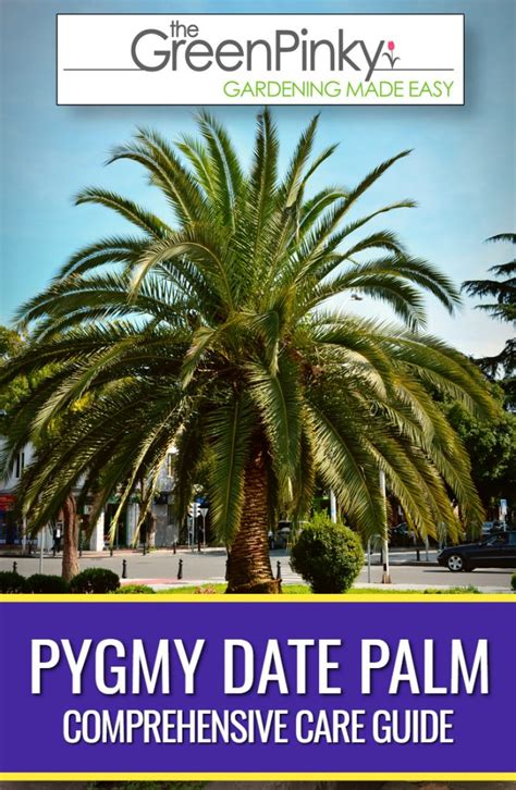 How to Successfully Raise Pygmy Date Palm Trees? — Our Tips