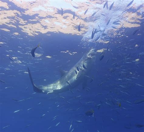 Guadalupe Island, Just an amazing experience... : r/scuba