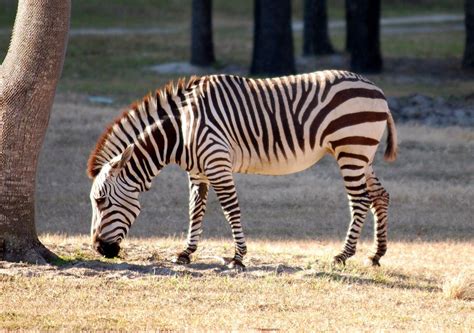 Mamíferos Perissodactyla Cebra Común Disney Animal Kingdom Lodge