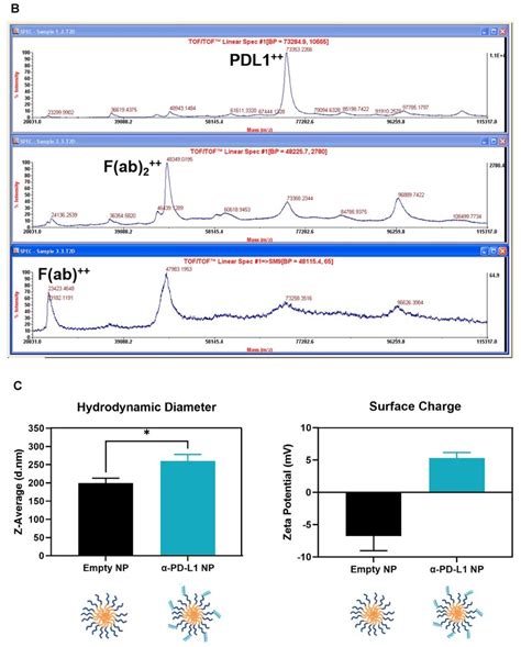 Nanoparticle Characterization A Schematics Of α Pd L1 F Ab Peg Plga