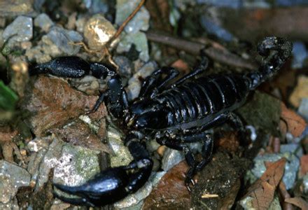 Asian Forest Scorpion l Dazzling - Our Breathing Planet