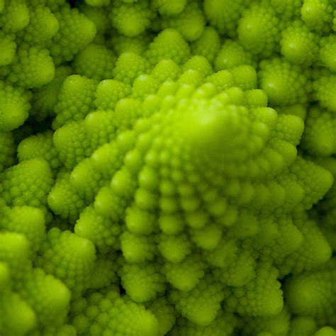 Fractals In Nature: How to Help Your Outdoorsy Girl Love Math - Artful Math