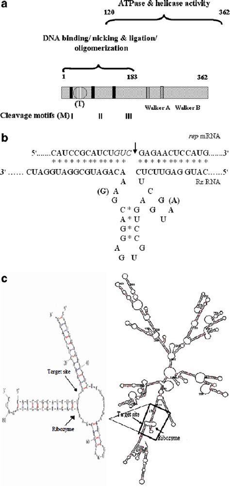 Domain Analysis Of The Rep Gene And Ribozyme A The Various