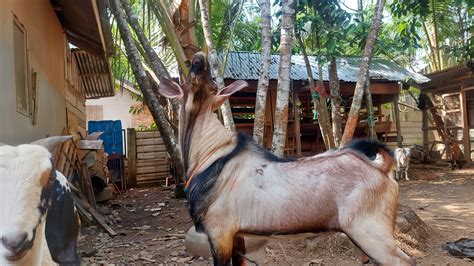 Kelebihan Kambing Anglo Nubian Jantan Dalam Mencari Makan Rambanan Di