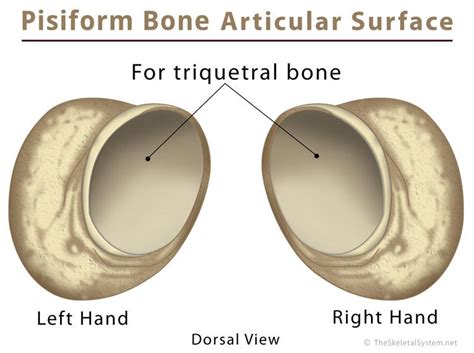 Pisiform Bone Definition Location Anatomy Functions And Diagram The