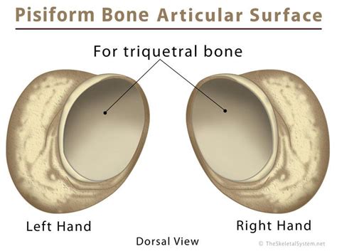 Pisiform Bone Definition, Location, Anatomy, Functions, & Diagram | The ...