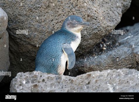 Little Blue Fairy Penguin High Resolution Stock Photography And Images