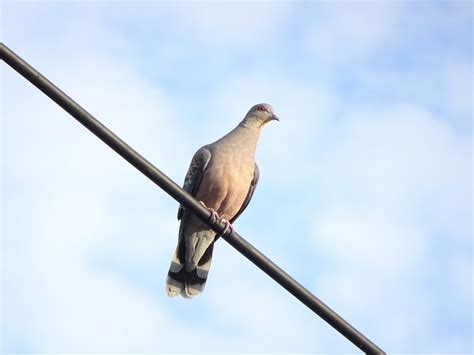 Dove Pigeon Bird Free Photo On Pixabay