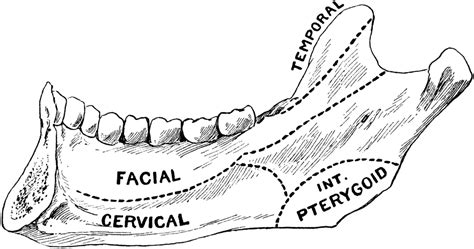 Symphysis Jaw