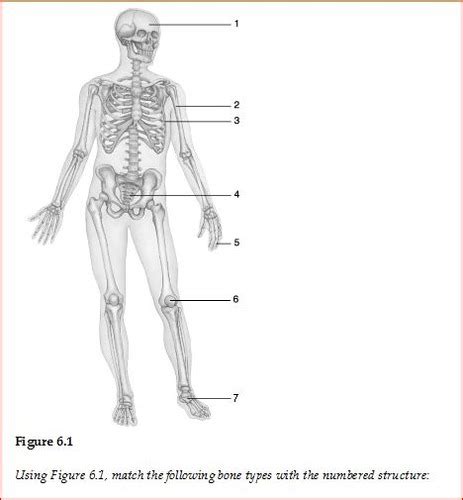 A P Chapter Flashcards Quizlet