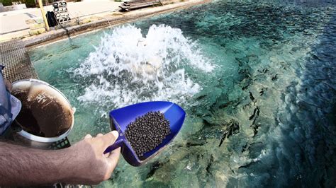 Antimicrobial Resistance In Aquaculture Could Become An Urgent Crisis