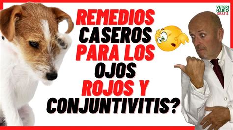 C Mo Limpiar Y Curar Los Ojos Rojos E Hinchados De Un Perro Con