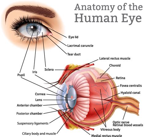 Baby Eye Color Chart Predictor Infoupdate Org