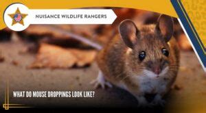 What Do Mouse Droppings Look Like Nuisance Wildlife Rangers