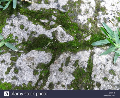 Moss Covered Stone Background Stock Photo Alamy