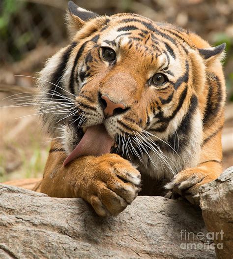 Malaysian Tiger A1868-2 Photograph by Stephen Parker | Fine Art America