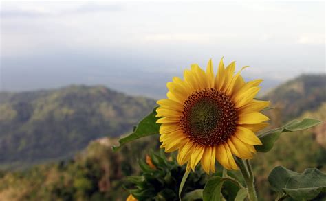 Kebun Bunga Matahari Indonesia Beberapa Taman Bunga Matahari Terindah