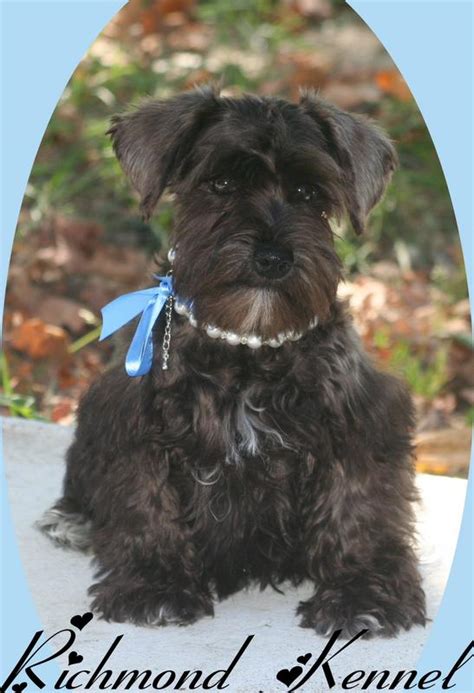 Toy Schnauzer Puppies Ohio | Wow Blog