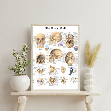 The Human Skull Chart Anatomy Human Physiology Charts Medical Student